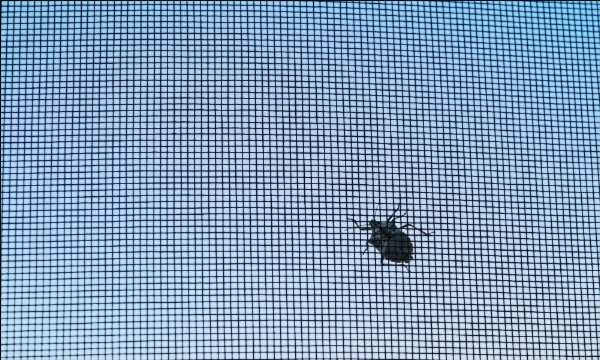 an insect on a screen